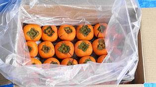 �V�����̏�ɂ܂��`����ׂ�