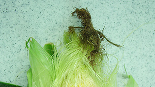 �Ƃ����낱���̂���������������