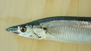 ���������T���}�̌��������F���̂̂�������܂͓��̌�납��w���ɂ����Đ���オ���Ă���