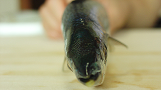 �{�̂�����������܂͓��̕�������