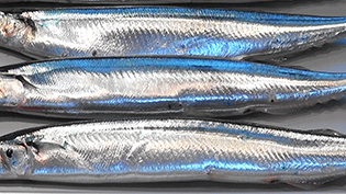 �����������Ă���T���}�͑N�x���ǂ�