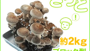 ���������@�͔|�L�b�g