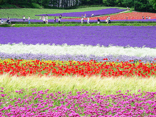 心がときめく虹色のお花畑