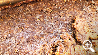 ���������̓J�r�ł͂Ȃ����Q�ȃ`���V��