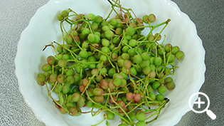 �����t���̍ޗ��F�R���̎��͑u�₩�Ȗ��ɂȂ�