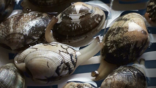 �L���o���ǂ��琅��f���l�q