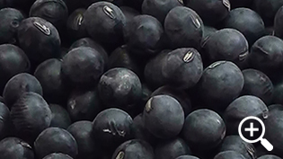 �ǂ������̑I�ѕ�