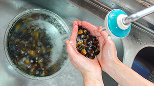 しじみの味噌汁の作り方:殻をこすり合わせるようにして流水で洗う